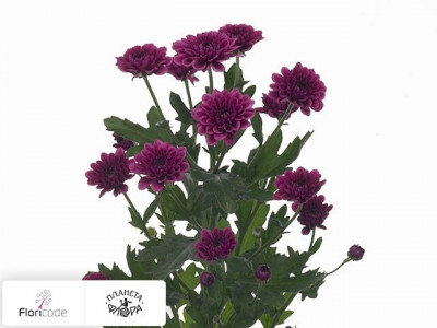 Хризантема индийская кустовая Santini Merida Splendid