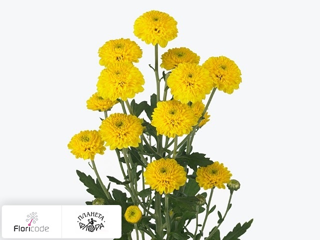 Хризантема индийская кустовая Santini Nimba Yellow