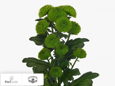 Хризантема индийская кустовая Santini Palm Green Dark