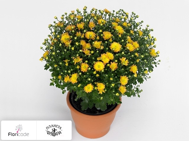 Хризантема Multiflora Jacqueline Coral