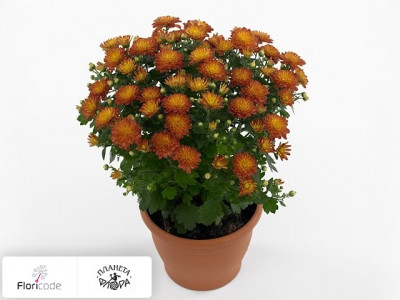 Хризантема Multiflora Jacqueline Orange Red