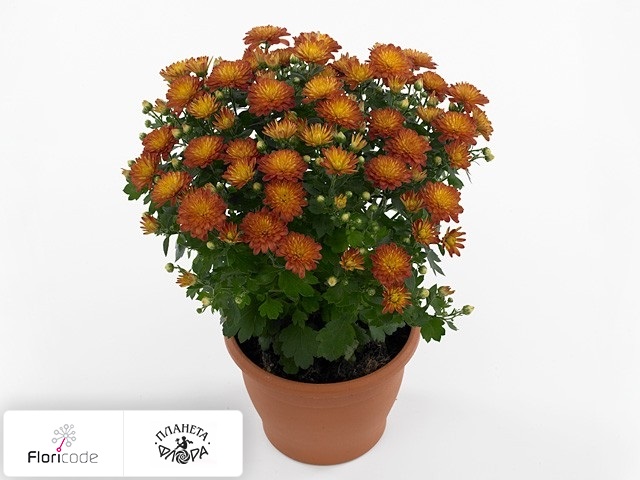 Хризантема Multiflora Jacqueline Orange Red