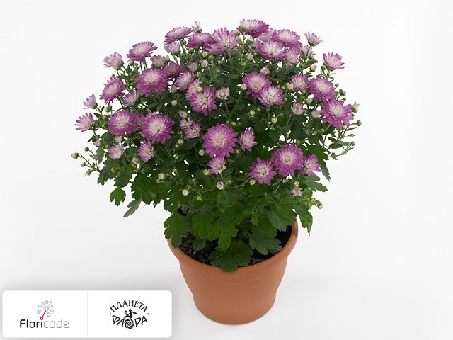 Хризантема Multiflora Jacqueline Pink