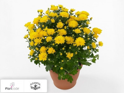 Хризантема Multiflora Jacqueline Yellow