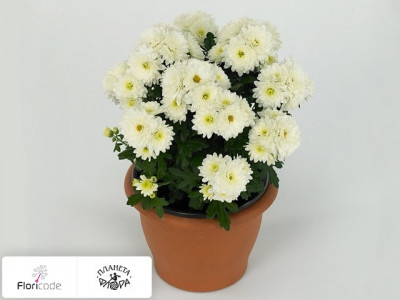 Хризантема Paradiso White