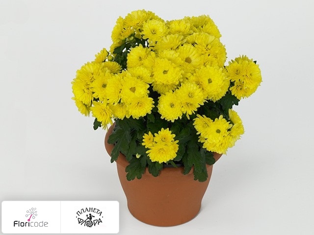 Хризантема Paradiso Yellow