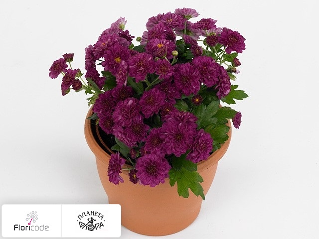 Хризантема Rosanna Dark Pink