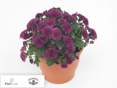 Хризантема Skyfall Purple