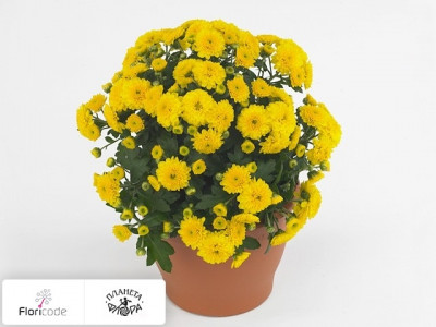 Хризантема Skyfall Yellow