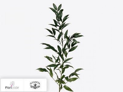 Иглица шиповатая Klein blad