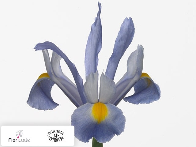 Ирис голландский Beau Regard