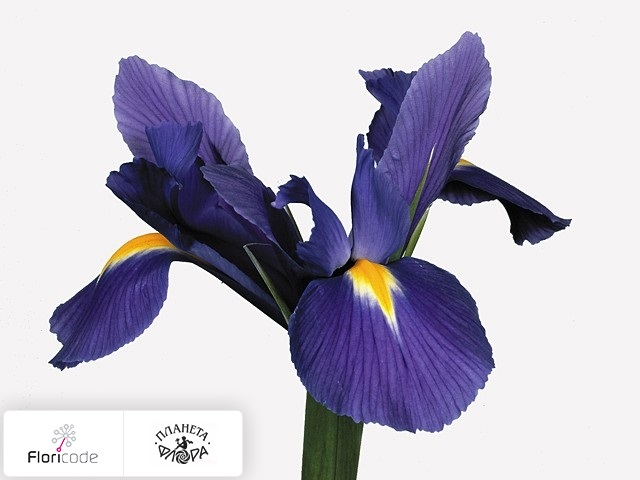 Ирис голландский Blue Magic