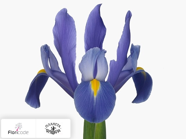 Ирис голландский Hommes Blue