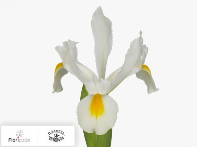 Ирис голландский Nofa White
