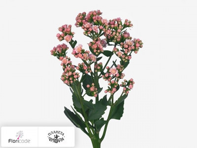 Каланхоэ Blossom Pink Meadow