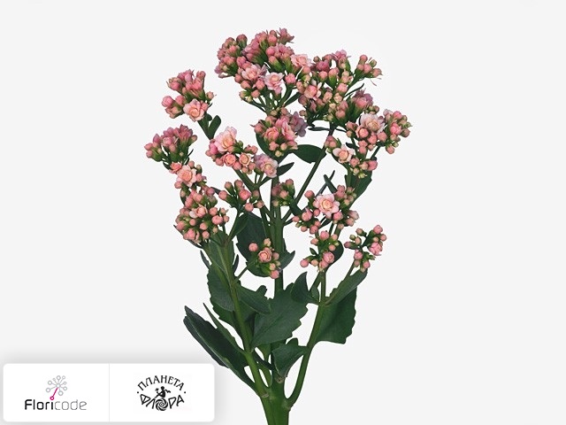 Каланхоэ Blossom Pink Meadow