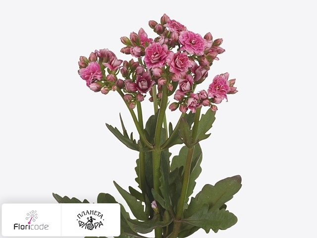 Каланхоэ Brushed Pink Meadow