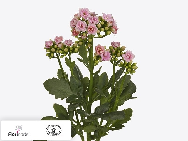 Каланхоэ Delicate Pink Meadow