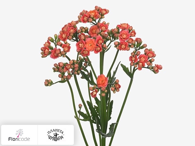 Каланхоэ Juicy Pink Meadow