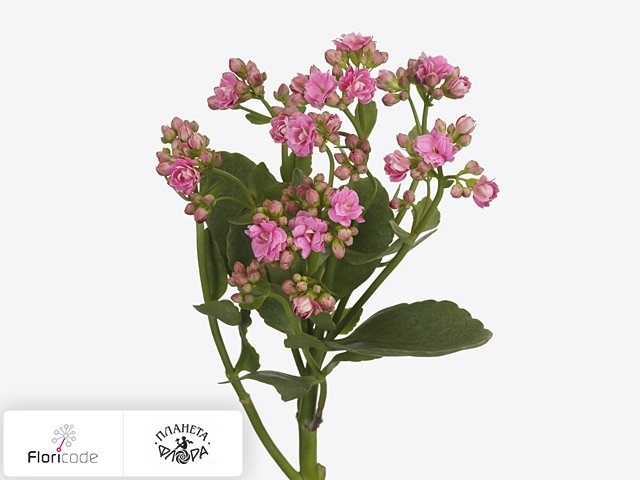 Каланхоэ Precious Pink Meadow