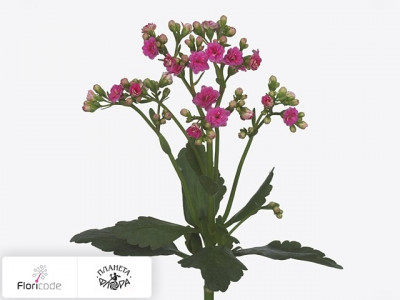 Каланхоэ Sweet Pink Meadow