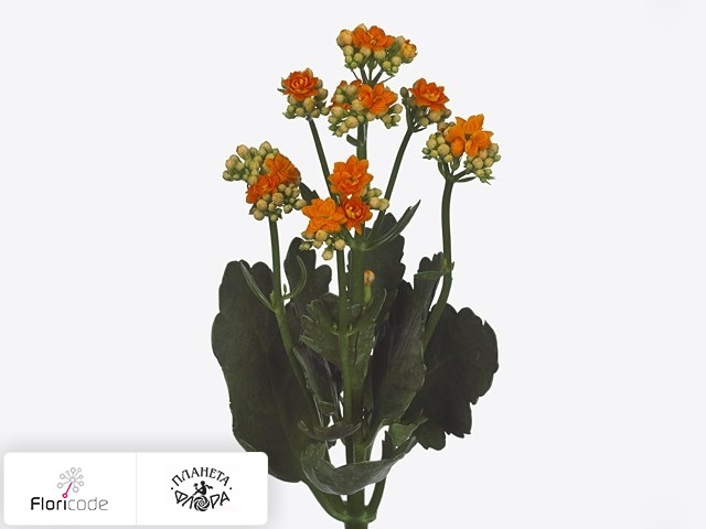Каланхоэ Warm Orange Meadow