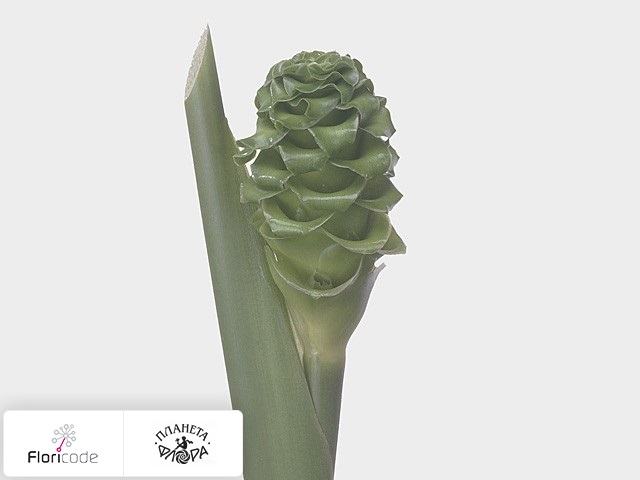 Калатея Burle-marxii Green Ice