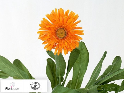 Календула лекарственная Green Spot Orange