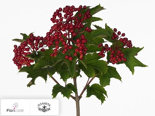 Калина обыкновенная Per tak Magical Red decor