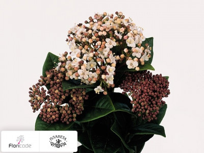 Калина средиземноморская Per stuk Macrophyllum