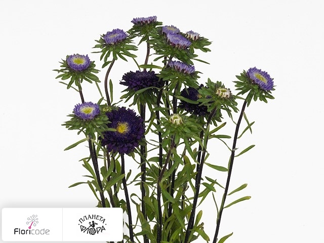 Каллистефус китайский Per bos Bonita Blue