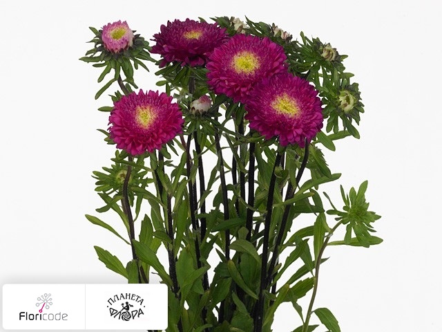 Каллистефус китайский Per bos Bonita Rose
