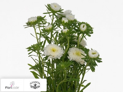 Каллистефус китайский Per bos Bonita White