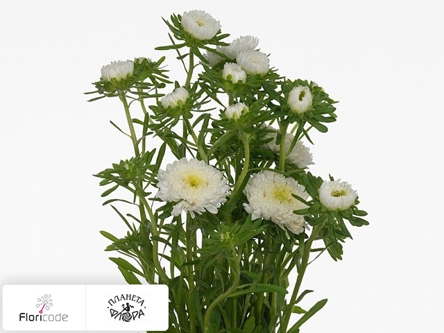 Каллистефус китайский Per bos Bonita White