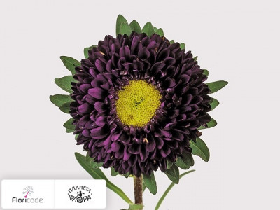 Каллистефус китайский Matsumoto Donkerblauw