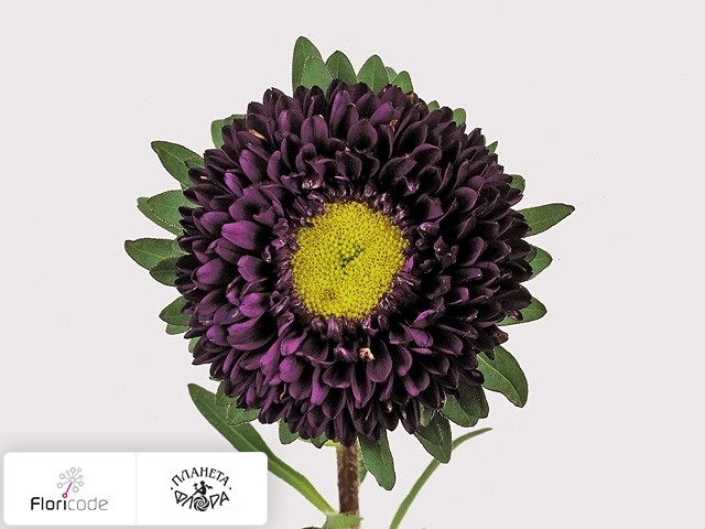 Каллистефус китайский Matsumoto Donkerblauw