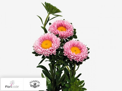 Каллистефус китайский Matsumoto Pink