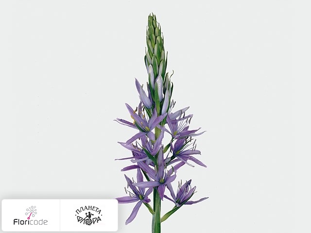Камассия Лейхглина Caerulea