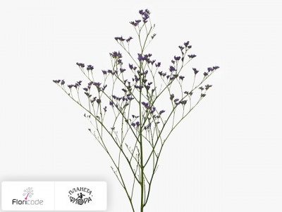 Статица (лимониум) Corona Purple