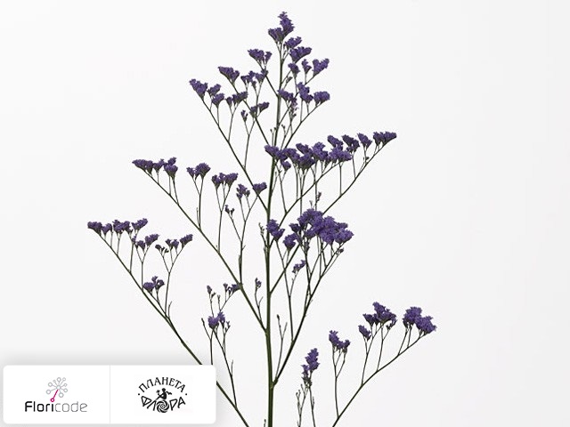 Статица (лимониум) Michigan Blue