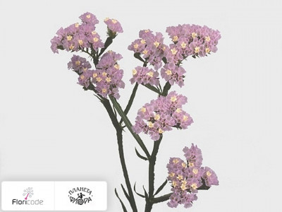 Статица (лимониум) выемчатый Crystal Violet