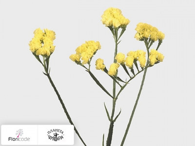 Статица (лимониум) выемчатый Crystal Yellow