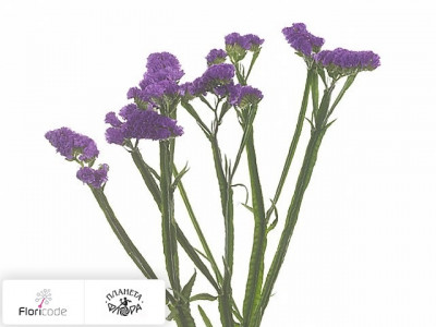 Статица (лимониум) выемчатый Purple Ara