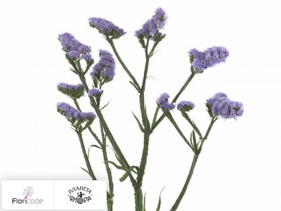 Статица (лимониум) выемчатый Sinuet Violet