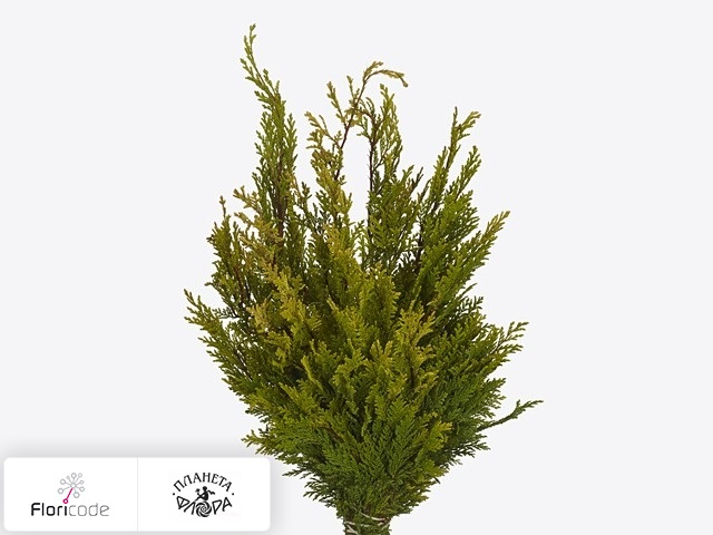 Кипарисовик горохоплодный Aurea per bos