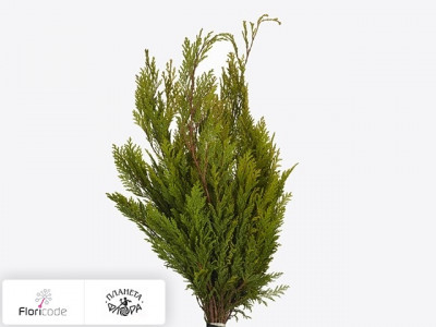 Кипарисовик горохоплодный Per bos