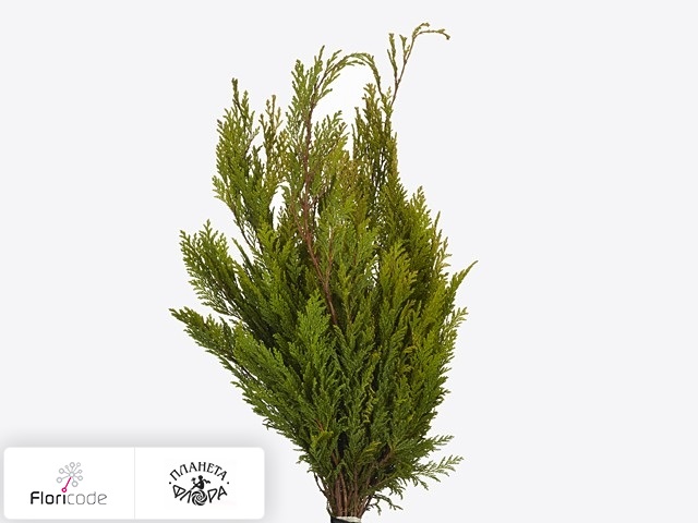 Кипарисовик горохоплодный Per bos
