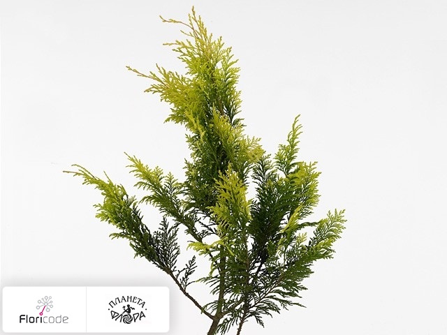 Кипарисовик горохоплодный Plumosa Aurea per bos