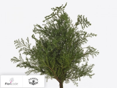 Кипарисовик горохоплодный Squarrosa per bos