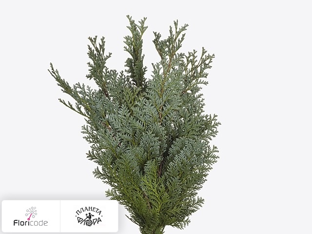 Кипарисовик Лавсона Columnaris per bos